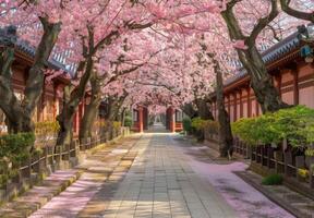 A walkway lined with pink trees in an asian country photo