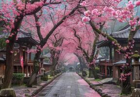 A path lined with pink blossoms in a japanese village photo