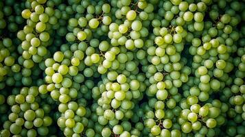 Top view of rows of green grapes, the clustered arrangement forming a repeating textured pattern photo