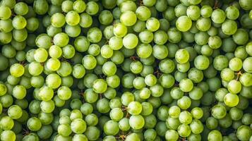 Top view of rows of green grapes, the clustered arrangement forming a repeating textured pattern photo