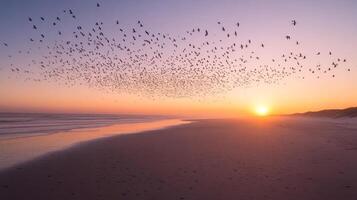 A large flock of birds flying over an expansive beach during migration, with the sun low on the horizon photo