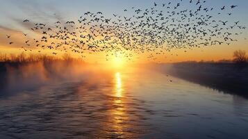 A large group of birds flying over a wide river at dawn, with mist rising from the water photo