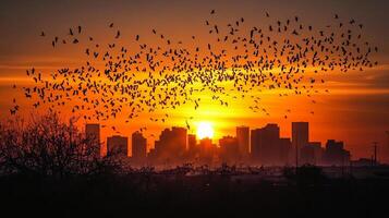 A massive flock of birds migrating over an urban skyline, silhouetted against the setting sun photo