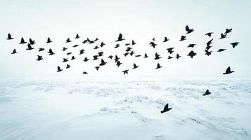 Birds in migration passing over a snowy tundra, their black shapes contrasting with the white landscape photo