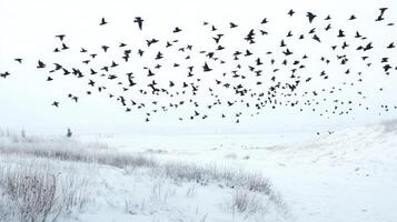 Birds in migration passing over a snowy tundra, their black shapes contrasting with the white landscape photo