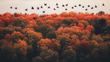 Migrating birds flying low over a forest of autumn-colored trees, with the leaves in shades of orange and red photo