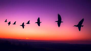 Silhouettes of migrating birds flying across a twilight sky, with shades of purple and orange in the background photo