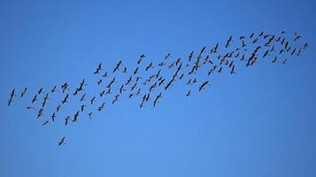 A flock of birds flying in a perfect V formation across a clear blue sky during migration photo