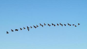 A flock of birds flying in a perfect V formation across a clear blue sky during migration photo