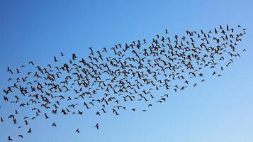 A flock of birds flying in a perfect V formation across a clear blue sky during migration photo