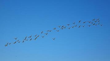 A flock of birds flying in a perfect V formation across a clear blue sky during migration photo