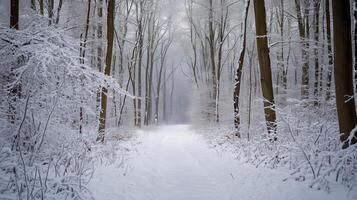 A peaceful forest trail covered in fresh snow, with bare tree branches gently dusted in frost photo