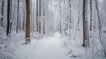 A peaceful forest trail covered in fresh snow, with bare tree branches gently dusted in frost photo