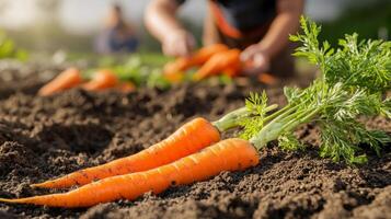 Freshly picked carrots lying on the soil in the foreground, while a blurred farmer continues harvesting in the background photo