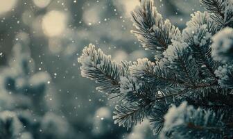 Snow resting on coniferous branches, frosty and cold photo