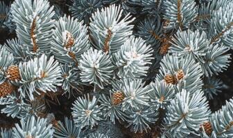 Snow resting on coniferous branches, frosty and cold photo