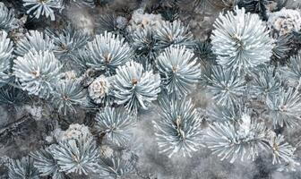 Snow resting on coniferous branches, frosty and cold photo