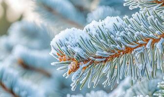 Pine tree close-up, snow clinging, sharp needles photo
