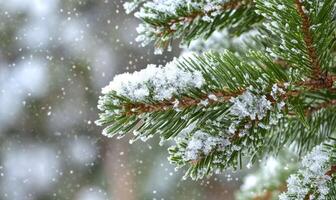 Pine tree close-up, snow clinging, sharp needles photo