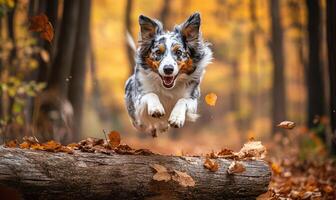 Collie jumping over a log in the forest, action shot, leaves on the ground photo
