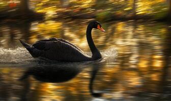 Black swan floating on a quiet river, soft ripples and shadows reflecting on the water photo