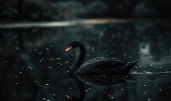 Black swan gliding across a reflective river, soft shadows and light shimmering in the water photo