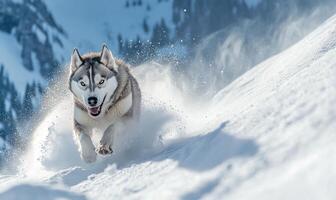 A dog is running through the snow, leaving a trail of snow behind it photo