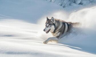A dog is running through the snow, leaving a trail of snow behind it photo