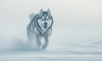 A dog is running through the snow with its tongue out photo
