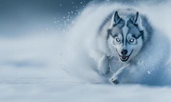 A dog is running through the snow with its mouth open and its eyes wide open photo