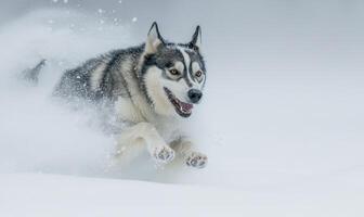 A dog is running through the snow with its tongue out photo
