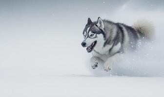 A dog is running through the snow with its tongue out photo