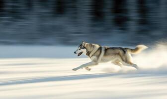 A dog is running through the snow with its tail wagging photo