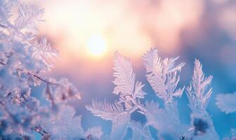 A close up of a tree branch covered in frost photo