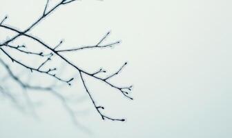 A branch with frost on it is shown in a white background photo