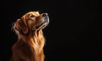 A brown dog is looking up at the camera photo
