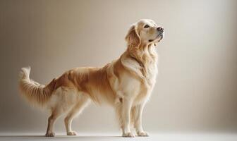A golden retriever is standing in front of a white wall photo