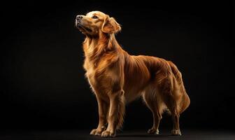 A brown dog stands in front of a black background photo