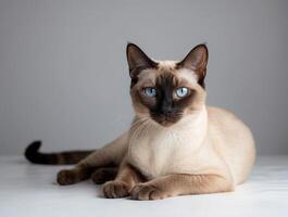 A Siamese Cat with Blue Eyes Lying on a White Surface photo