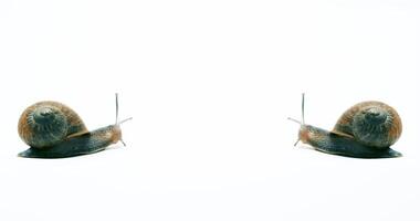 Garden snails mirror image isolated on white with copy space video