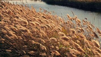 Swaying tall grass on the river bank video