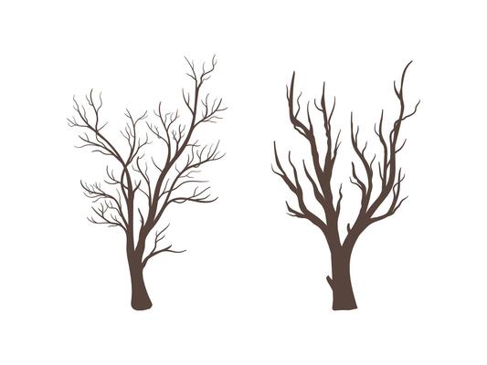 Silhouette of tree without leaf. dead trees