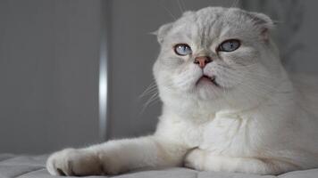Soft white fur and piercing blue eyes define the captivating appearance of a Scottish Fold cat, its unique ear shape a breed signature video