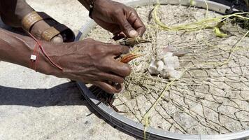 man's dark-skinned hands gently pulling a caught crab out of a fishing net video