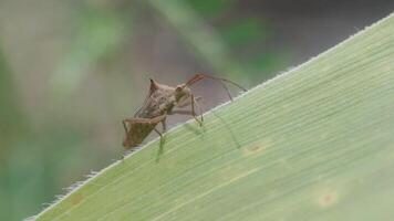 A brown shield bug walking on a green leaf, Oebalus pugnax, showing its pointed back and long antennae in a natural setting. The insect's textured body contrasts with the soft green background. video