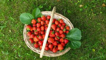 A wicker basket filled with ripe strawberries sits on a verdant grass field video