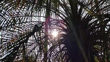 low angle footage Palm trees with sun beams on a bright sunny day. Palm trees with clear blue sky background. Concept of tropical areas. Summer days video