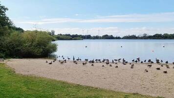 Large numbers of greylag geese gather on the shore of an idyllic lake. video