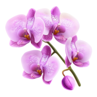 A beautiful arrangement of pink orchids, showcasing delicate petals and vibrant colors, perfect for floral decoration and design. png