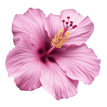 realista rosado hibisco en floración con transparente antecedentes png